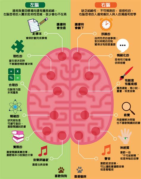 右腦適合工作|人的左腦和右腦都負責什麼工作？來了解一下我們的大。